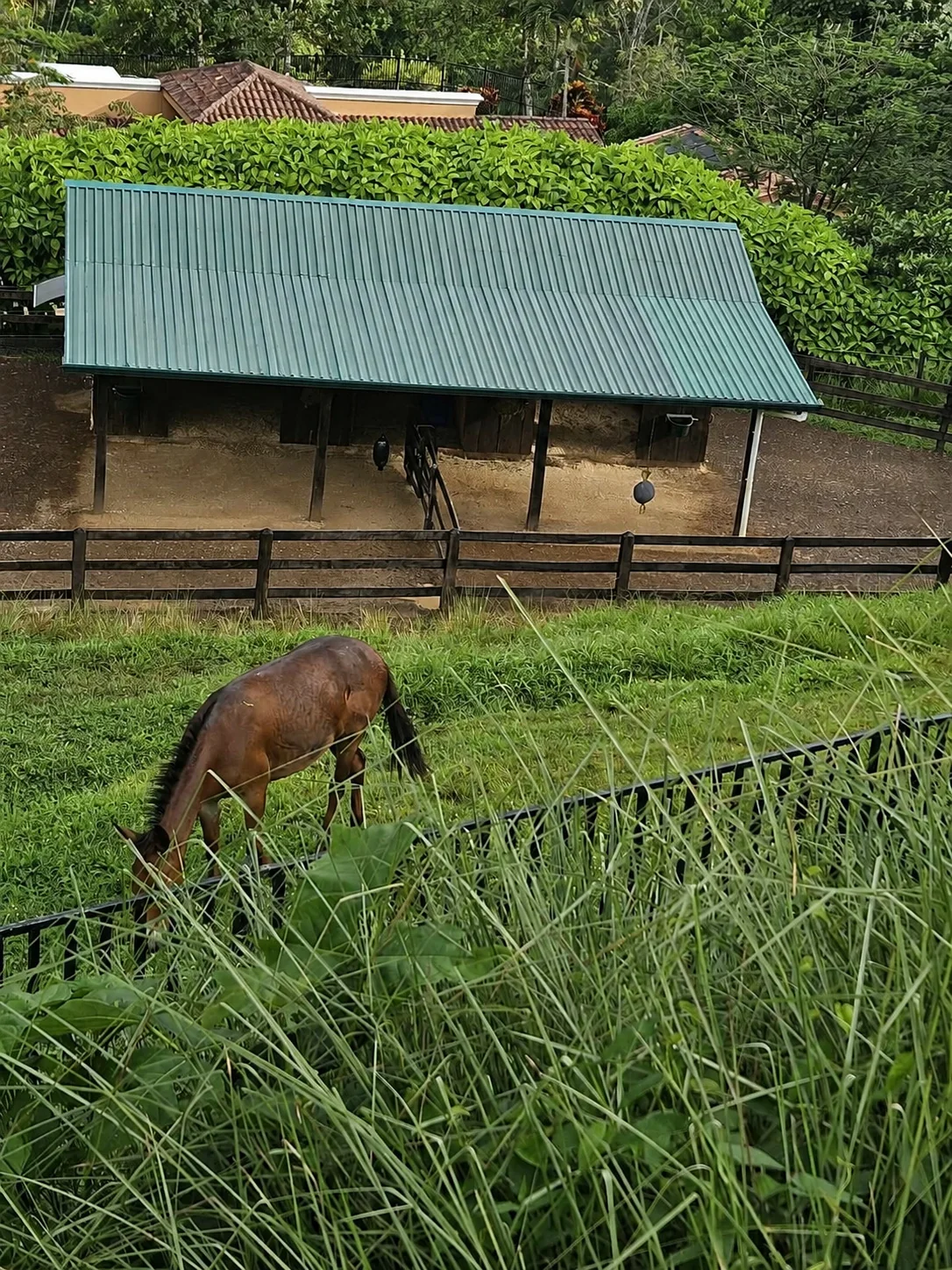 Stable, paddocks and horse