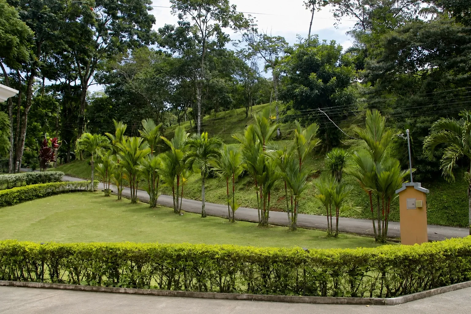 Front lawn and palms